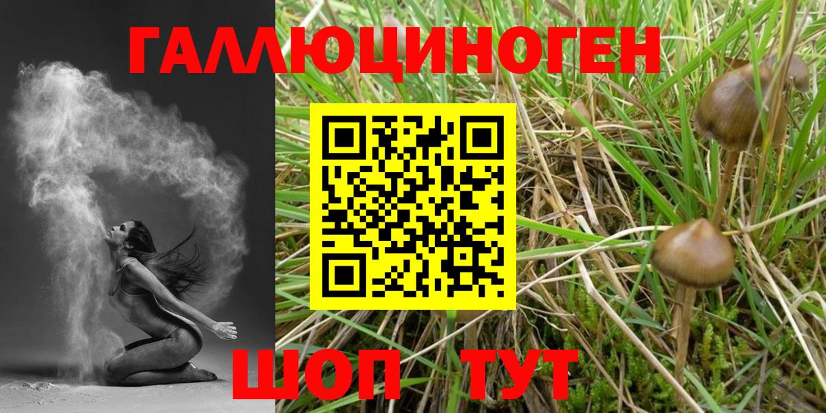 Псилоцибиновые грибы Psilocybine cubensis  Вход с VPN  Биробиджан 